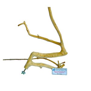 Tendencia 2026: Soporte para Pájaros de Madera de Java, Percha Grande para Jaula de Pájaros, Accesorios para Mascotas de Madera Natural, Venta al por Mayor - Product Image 3