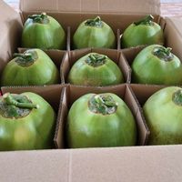 Kelapa Hijau Segar Grosir |   Produsen & Eksportir Vietnam