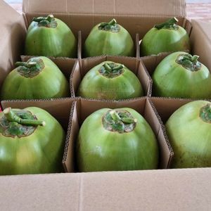 Coco Fresco Joven de Vietnam, Calidad de Exportación, Suministro a Granel - Product Image 3