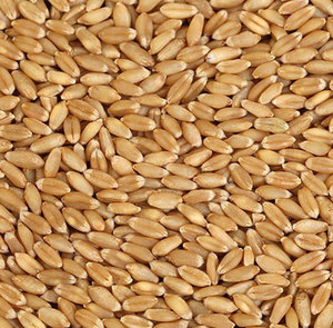Salvado de Trigo Integral Seco de Alta Calidad, Grado Alimenticio, Suplemento Proteico para Ganado, Nutrición Animal, Venta a Granel 18 - Product Image 3