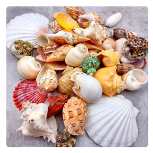 Conchas marinas oceánicas seleccionadas a mano, perfectas para decoración de bodas e inspiración para el hogar costero - Product Image 1