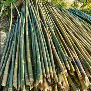 เสาไม้ไผ่ขายส่งสำหรับค้ำต้นไม้ ตกแต่งสวน และโครงสร้างกลางแจ้ง - Product Image 3