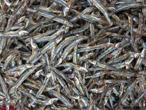 Anchoas Naturales Secas Orgánicas Bajas en Sal Premium de Vietnam, 12+ Meses de Duración, Lugar Fresco y Seco, Listas para Usar, en Bolsa/Caja al Vacío - Product Image 3