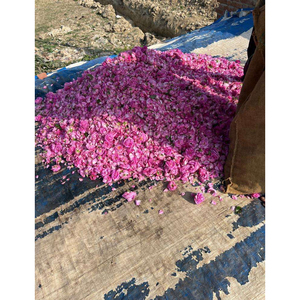 น้ำหอมกลิ่นกุหลาบ Ruh Gulab Attar คุณภาพสูง กลิ่นหอมเข้มข้น สำหรับผู้ซื้อปลีก - Product Image 2