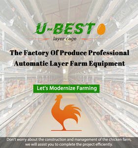 Jaulas para Pollos Totalmente Automáticas Tipo <span class=keywords><strong>A</strong></span> y Tipo H para Crí<span class=keywords><strong>a</strong></span> de Aves de Corral y Producción de Huevos - Product Image 6