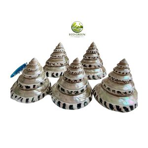 Conchas Marinas Naturales de Vietnam Surtidas al por Mayor, Conchas Decorativas Grandes y Pequeñas para Acuarios, Decoración Costera y Accesorios para Manualidades - Product Image 6