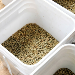 Bulk Export Supply of Vietnamese Green <b>Robusta</b> <b>Coffee</b> <b>Beans</b> | Natural Unroasted Seeds | OEM/ODM Customization - Product Image 4