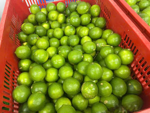 Limones frescos sin semillas de Vietnam, jugosos y aromáticos, perfectos para una vida saludable, exportados a todo el mundo, productos seguros y certificados - Product Image 4