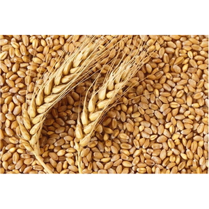 Productos Orgánicos de Sémola de Trigo Duro en Venta - Product Image 1