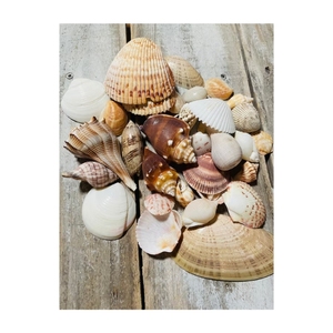 Conchas Marinas Decorativas Sostenibles de Alta Calidad, las Más Vendidas, Ecológicas, Hechas a Mano, para Decoración del Hogar - Product Image 1