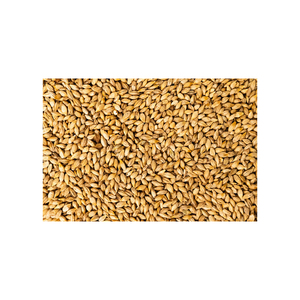 Proveedor de Cebada de Primera Calidad, Grado Alimenticio, Exportador Directo de Fábrica - Product Image 5