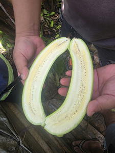 Banane verte fraîche entière, fruit tropical de variété courante du Vietnam, pour la vente au détail et en gros au Japon, en Corée et au Moyen-Orient - Product Image 3