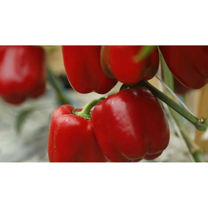 Pimiento Rojo de Primera Calidad, Producto Fresco de Granja, Ideal para Restaurantes, Servicios de Catering y Uso Doméstico - Product Image 5