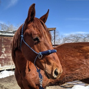 Cuerda de Alta Calidad con Herrajes para Caballos, Equipo de Equitación, Venta al por Mayor para el Mercado Estadounidense - Product Image 5