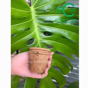 กระถางต้นไม้ใยมะพร้าว ECO2GO ย่อยสลายได้ เป็นมิตรกับสิ่งแวดล้อม ผลิตในเวียดนาม สำหรับใช้ในสวนและบ้าน - Product Image 5