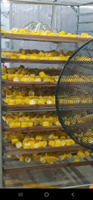 Vietnam diepvries zoete maïs kolfjes, volledig gekookt en individueel snelgevroren, uit Vietnamese fabriek voor voedsel, fruit en landbouw.