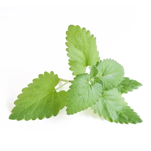 Catnip Essential Oil | <b>Bulk</b> Supplier Premium Nepeta Cataria Oil Wholesale OEM Private Label Manufacturer - Product Image 5