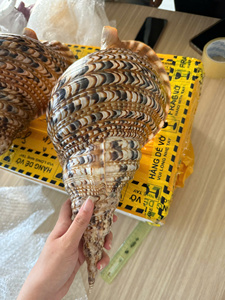 เปลือกหอยทรัมเป็ตขัดเงาสีสันสดใสสำหรับงานเรซิ่น งานประดิษฐ์เครื่องประดับ ที่ใส่เทียน ของตกแต่ง - ดีไซน์งานฝีมือทางทะเลที่ไม่ซ้ำใคร กันน้ำ - Product Image 4