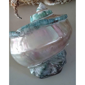 เปลือกหอยหยกเทอร์โบสีขาวธรรมชาติ สำหรับตกแต่ง เปลือกหอยทะเลขนาดใหญ่ เปลือกหอยเกลียวสีขาว เปลือกหอยสังข์ เปลือกหอยหยกเทอร์โบ เปลือกหอยทาก - Product Image 4