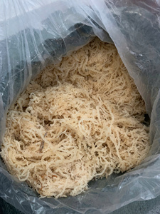 Musgo Irlandés Seco y Sazonado a Granel, Variedad Nori para la Industria Alimentaria, Envasado al Vacío, OEM, Venta al Por Mayor - Product Image 2