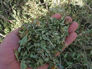 Lawsonia Inermis hojas de Henna Mehendi Patta Mehndi Patte Heena hojas secas hierbas crudas extracto de plantas al por mayor producto a base de hierbas - Product Image 3