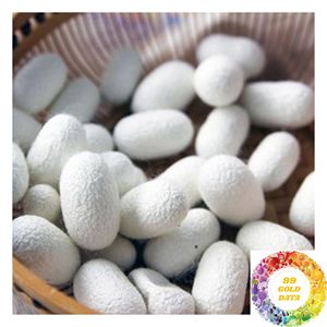 Capullos de Seda Natural al por Mayor de Vietnam para Fábricas Textiles, Fábricas de Hilado de Seda y Producción de Seda Cruda - Product Image 4