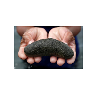 Concombre de mer surgelé en gros, qualité supérieure, approvisionnement en vrac, qualité alimentaire, prêt à expédier, exportation