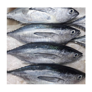 VENDO PESCADO CONGELADO CON GRANDES CANTIDADES DE EXPORTACION A PRECIOS BARATOS DE PROVEEDORES VIETNAMES/Sra. Thi - Product Image 3