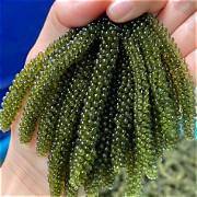 Vente en gros de raisins de mer frais et de caviar vert pour restaurants et importateurs - Product Image 3