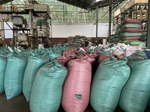 Poivre noir séché AD de haute qualité provenant d'Agrikim Vietnam, épices uniques, herbes, certifié ISO - Product Image 2