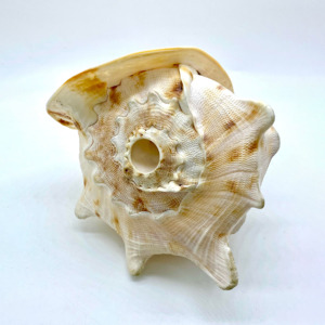 Cassis Cornuta Large Queen Helmet Conch Sea Shells Big Seashells for Home Decor and Collection - Product Image 6
