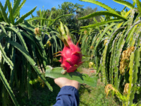 Exportkwaliteit VIETFAP ODM/OEM Witte Drakenvrucht 100% Natuurlijk Versgevroren Binh Thuan Vietnam 30-40 Dagen Houdbaarheid
