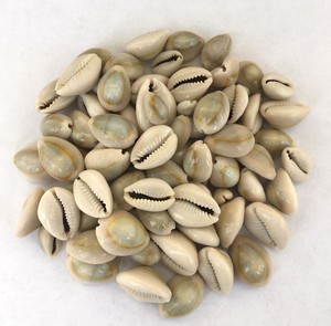Conchas de cauri naturales a precio competitivo para la venta, conchas marinas para la elaboración de joyería y decoración - Product Image 5