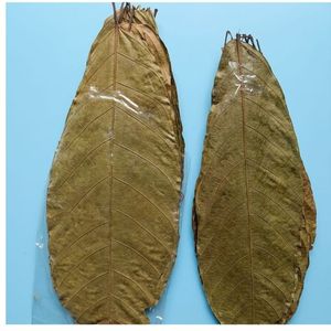 Feuilles de cacao écologiques YAMUNA 31-35 cm (12-13 pouces) pour aquarium, lot de 10 feuilles - Product Image 1