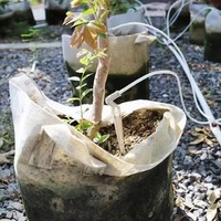 Système d'irrigation goutte à goutte agricole pour serre, avec tuyau de compensation de pression en plastique 2L 4L 8L et goutteur fléché économiseur d'eau