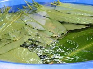 Hojas de Dong Congeladas, Envolturas de Alimentos Frescos de Vietnam con Calidad Premium y Precio Económico, 12 Meses de Vida Útil - Product Image 3