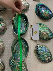 Vietnam Factory Supply <b>Abalone</b> <b>Shell</b> Large Size Polished <b>Shell</b> Decorative Craft Bulk Export Supplier - Product Image 6