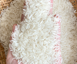 Riz KDM parfumé naturel du Vietnam |   Riz blanc laiteux à grains longs |   Nouvelle récolte 5% de brisures Norme d'exportation - Product Image 1