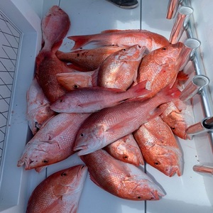 Poisson de Grouper Rouge Congelé Commercial à Prix Abordable pour les Entreprises de Fruits de Mer, Restaurants, Marchés et Fournisseurs de Services Alimentaires - Product Image 6