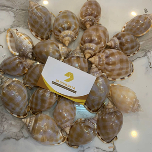 Coquillages naturels en vrac pour la fabrication de bijoux, la décoration artisanale et la décoration de plage - Fournisseur en gros - Product Image 1