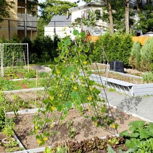 2-Piece Foldable A-<b>Frame</b> Trellis with Twist Ties Durable <b>Plant</b> Supports and Fencing Garden Trellis & Gates - Product Image 3