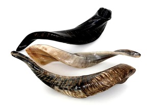 Véritables cornes de brebis naturelles polies pour la décoration et l'artisanat, haute qualité - Product Image 3