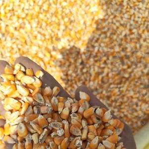 อาหารสัตว์ข้าวโพดเหลืองออร์แกนิกโปรตีนสูง FarmPro สำหรับโค คุณภาพพรีเมียม ความชื้น 12% อายุการเก็บรักษา 12 เดือน ขายส่ง - Product Image 3