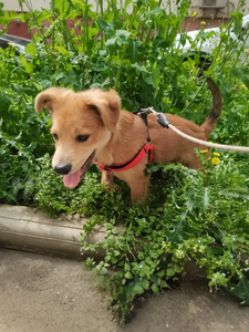 Adjustable Nylon Dog Harness Teal Orange Buckle Closure Simple Style for Dogs - Product Image 6