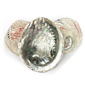 Polished cut <b>abalone</b> <b>shell</b> good price natural seashell for craft & ocean vibe decoration wholesale - Product Image 2