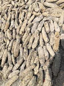 Pepino de Mar Seco Vietnamita Premium 2025 de Alta Calidad Procesado Naturalmente para Exportación - Product Image 4