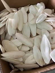 Os de Seiche Séché de Haute Qualité, Source Naturelle de Calcium pour Oiseaux de Compagnie - Product Image 6