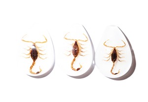 Cabochon Golden Scorpion Pear Shape cut <b>top</b> 25x17 mm White Flat Bottom for Crafts and Jewelry Making - Product Image 6