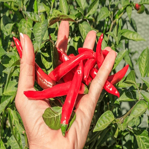 Piments rouges entiers indiens de haute qualité pour l'exportation avec une présentation uniforme des produits et des options d'emballage pratiques pour le marché mondial - Product Image 3