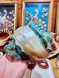Coquillage naturel poli écologique du Vietnam pour la décoration intérieure, l'artisanat sur le thème de la nature et les rituels de méditation - Product Image 2